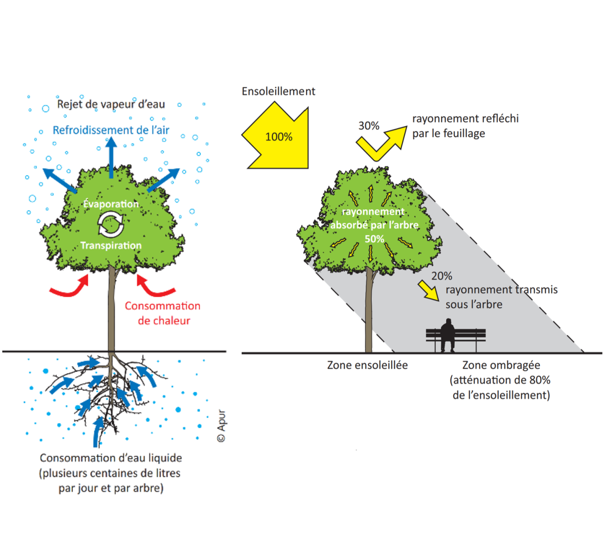  L’évapotranspiration végétale 