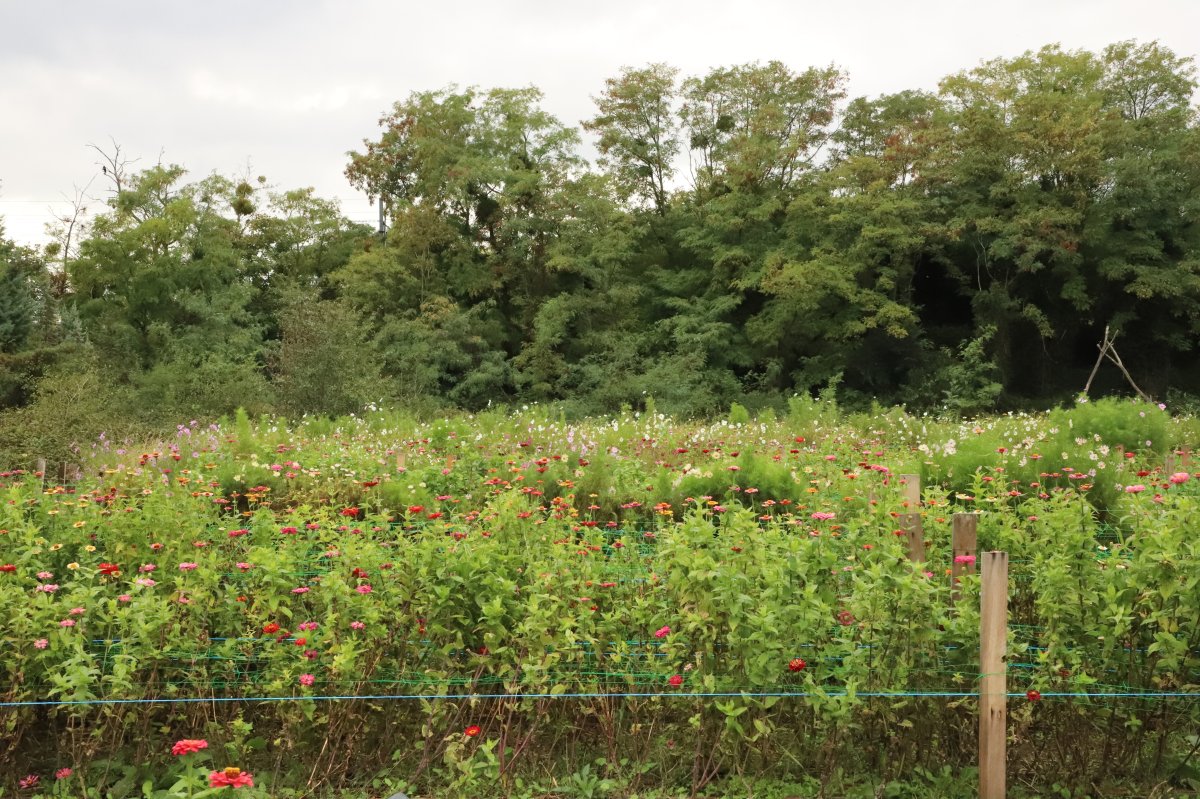 Ferme Florale des Fleurs d'Halage, sur Lil'O